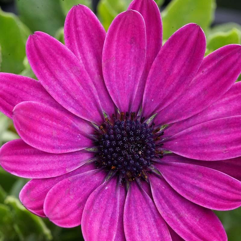Osteospermum Serenity Dark Purple - View 11 from www redcrocus com