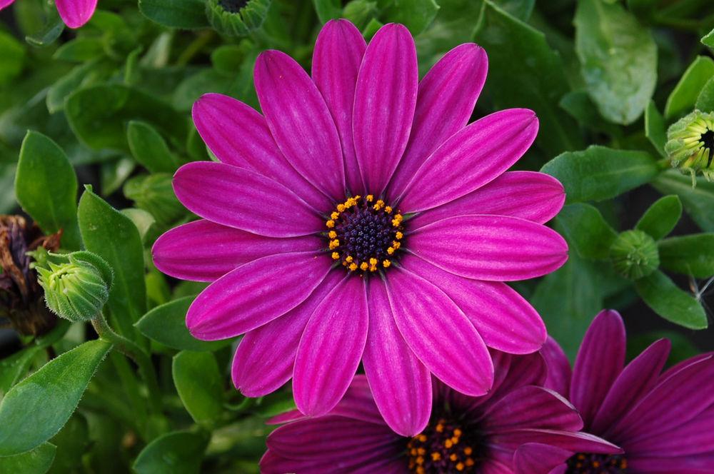 Osteospermum Serenity Dark Purple - View 12 from www redcrocus com