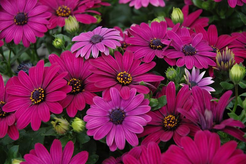 Osteospermum Serenity Dark Purple - View 2 from www redcrocus com