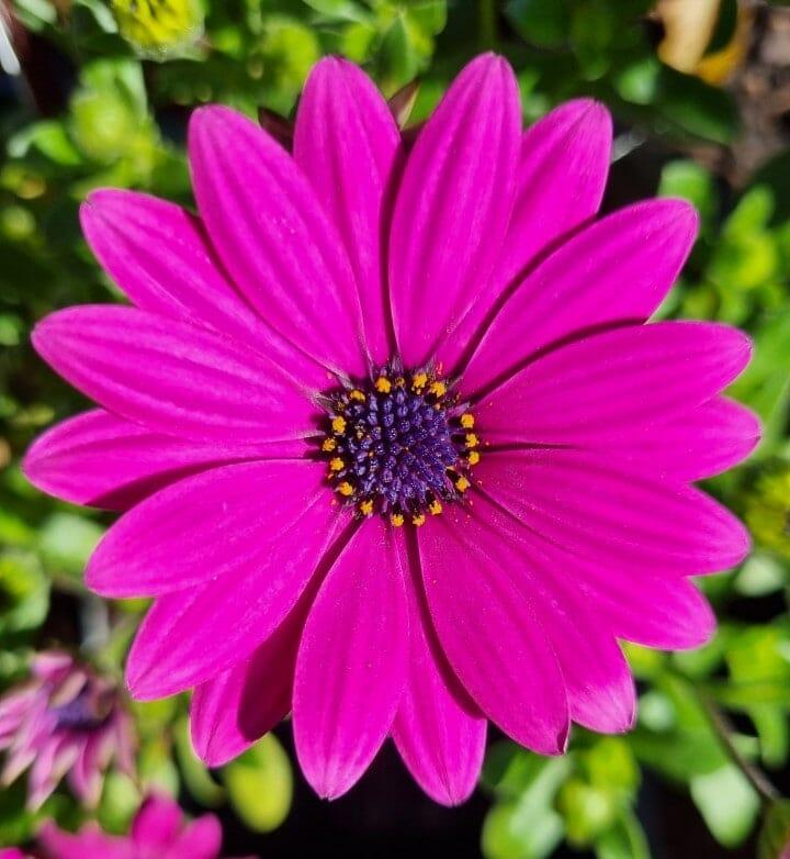 Osteospermum Serenity Dark Purple - View 3 from www redcrocus com