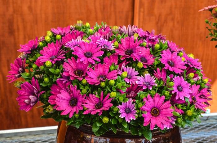 Osteospermum Serenity Dark Purple - View 4 from www redcrocus com