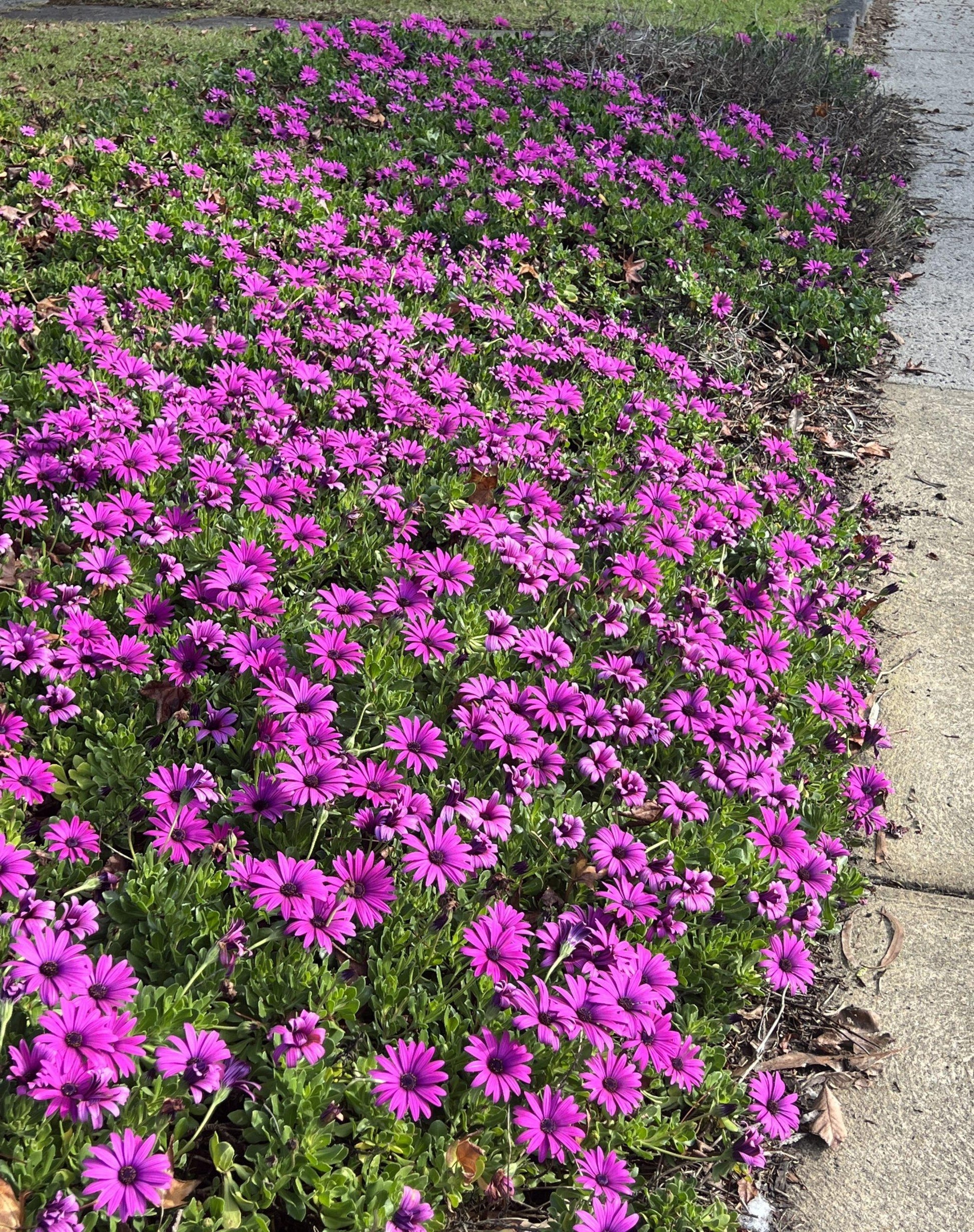 Osteospermum Serenity Dark Purple - View 5 from www redcrocus com