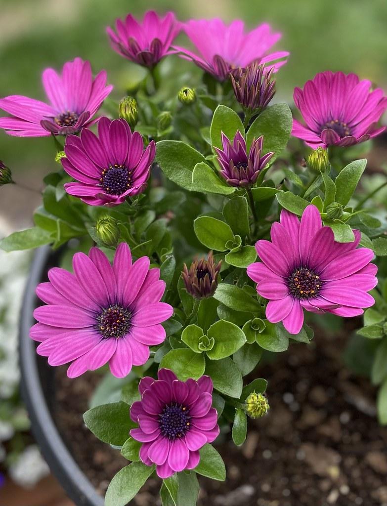 Osteospermum Serenity Dark Purple - View 6 from www redcrocus com