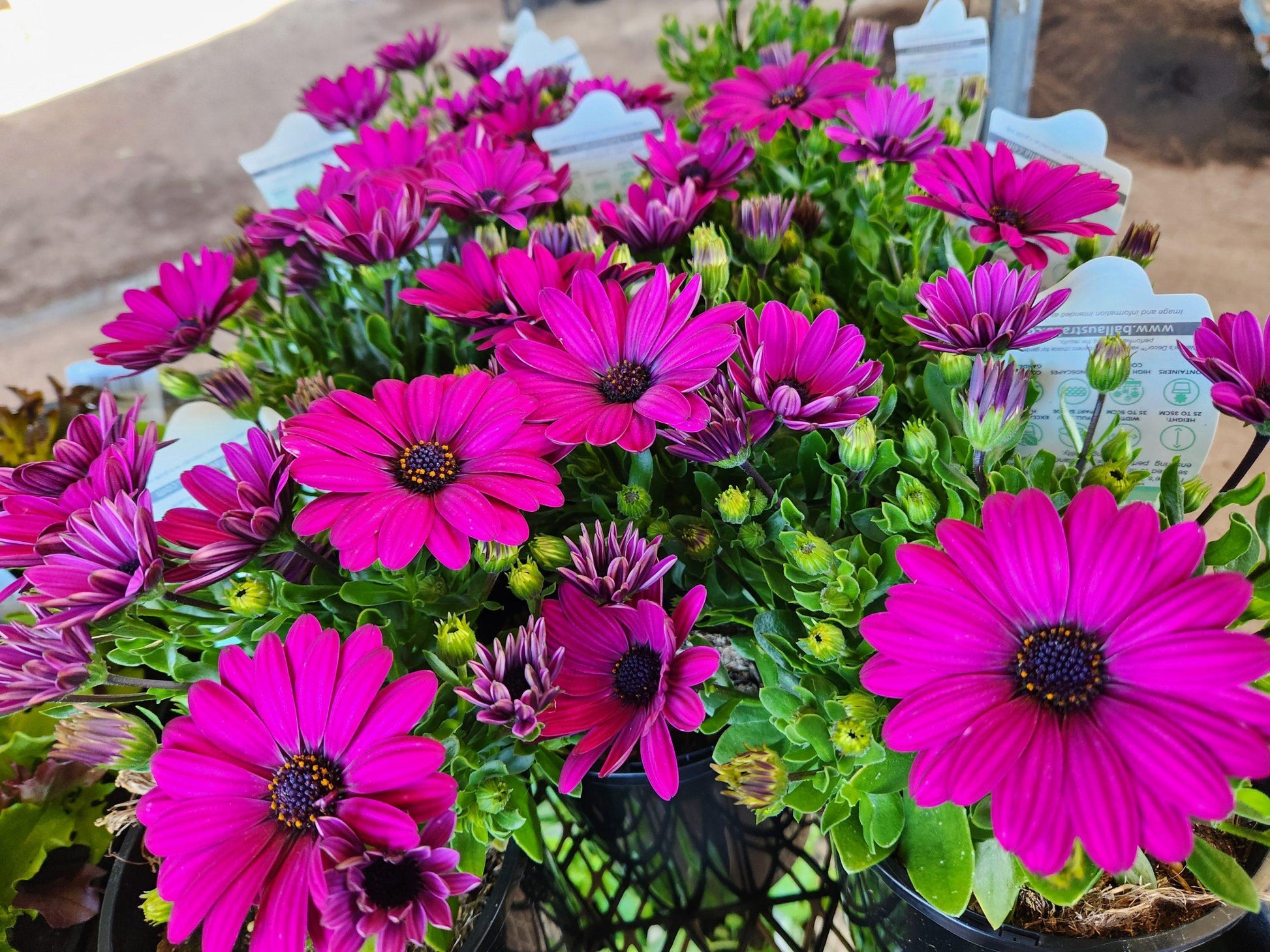 Osteospermum Serenity Dark Purple - View 7 from www redcrocus com