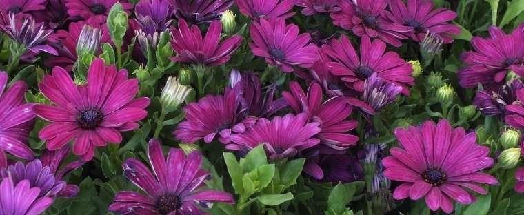 Osteospermum Serenity Dark Purple - View 9 from www redcrocus com