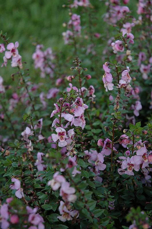 Angelonia Archangel Pink - View 10 from www redcrocus com