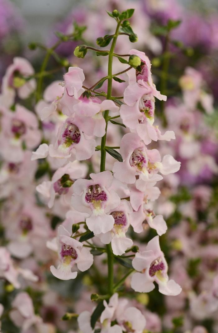 Angelonia Archangel Pink - View 11 from www redcrocus com