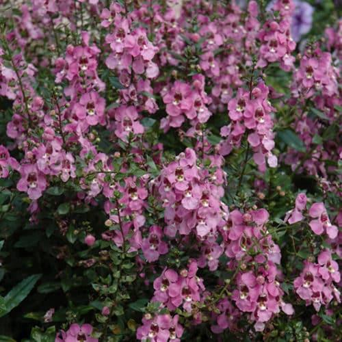 Angelonia Archangel Pink - View 12 from www redcrocus com