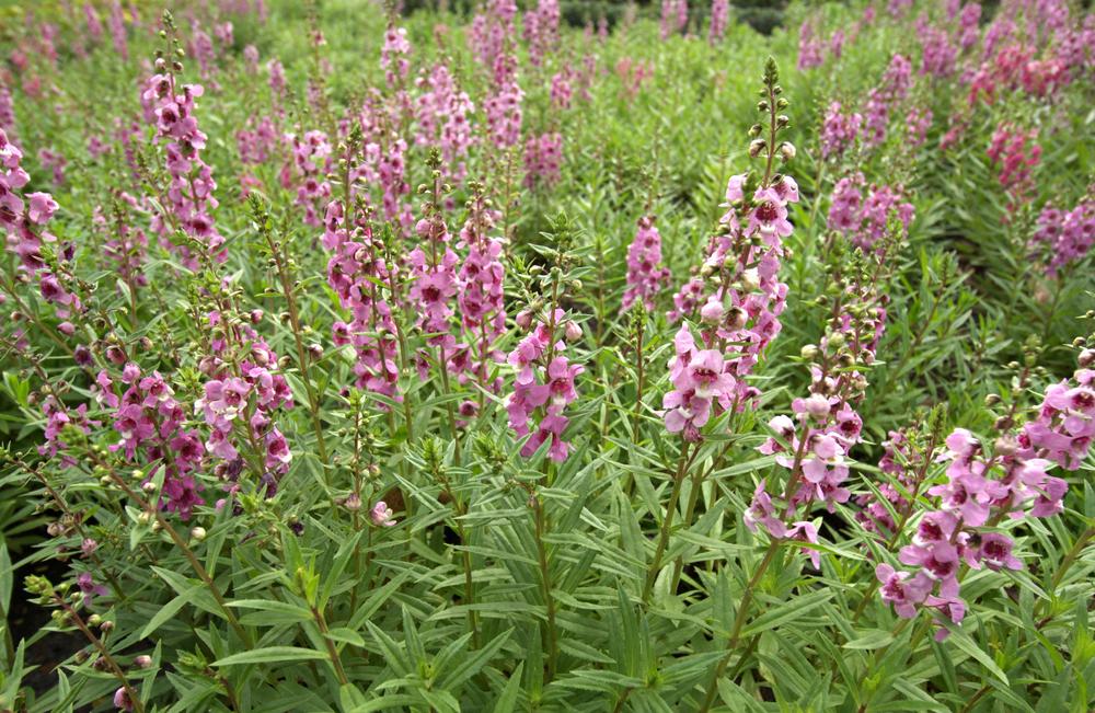 Angelonia Archangel Pink - View 13 from www redcrocus com