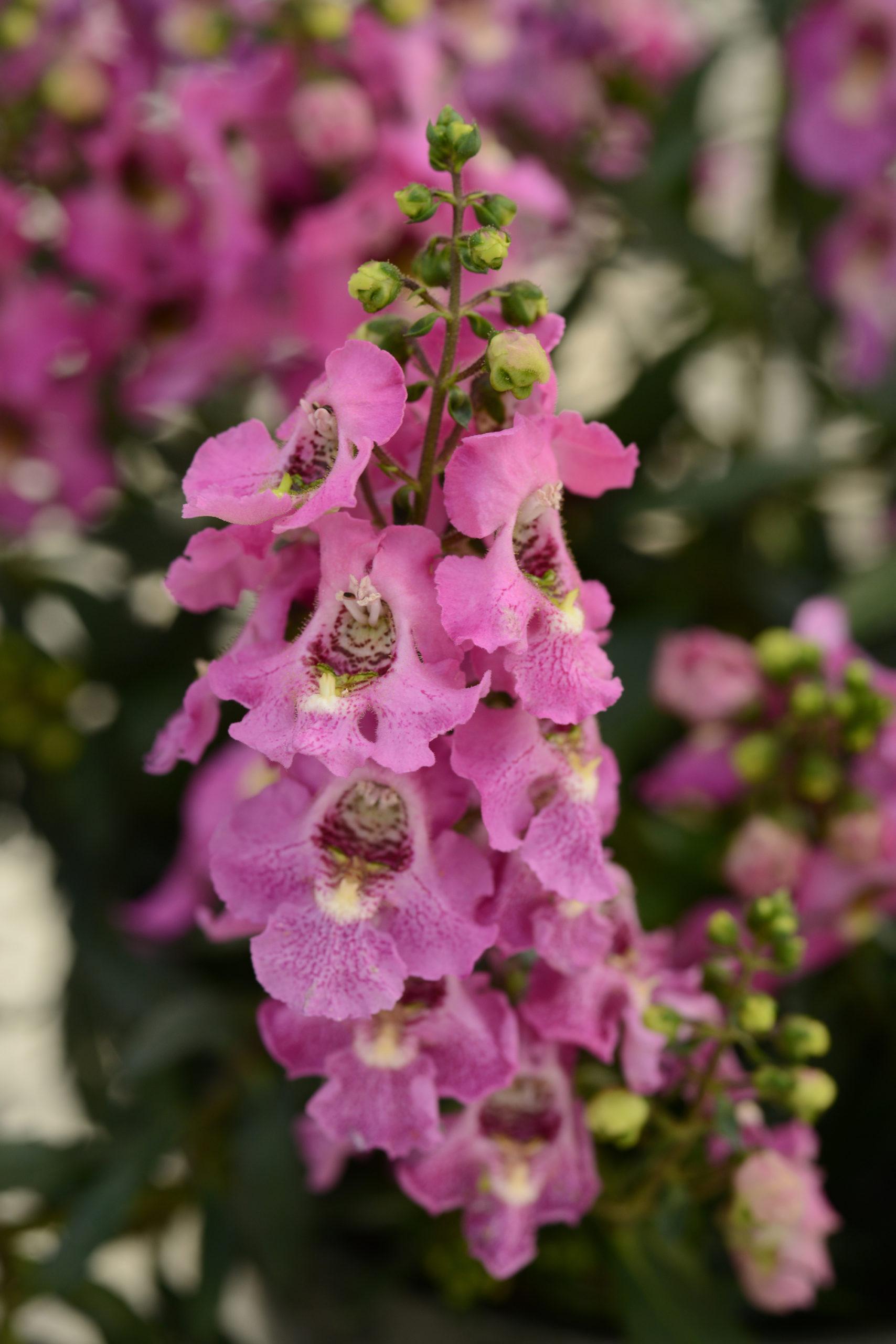 Angelonia Archangel Pink - View 14 from www redcrocus com