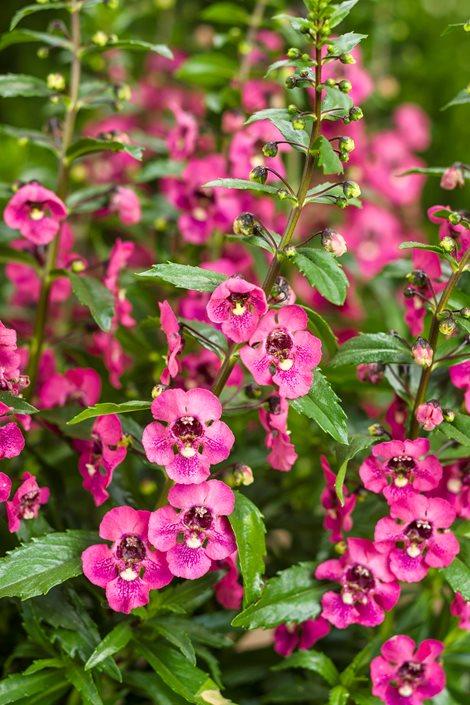 Angelonia Archangel Pink - View 15 from www redcrocus com