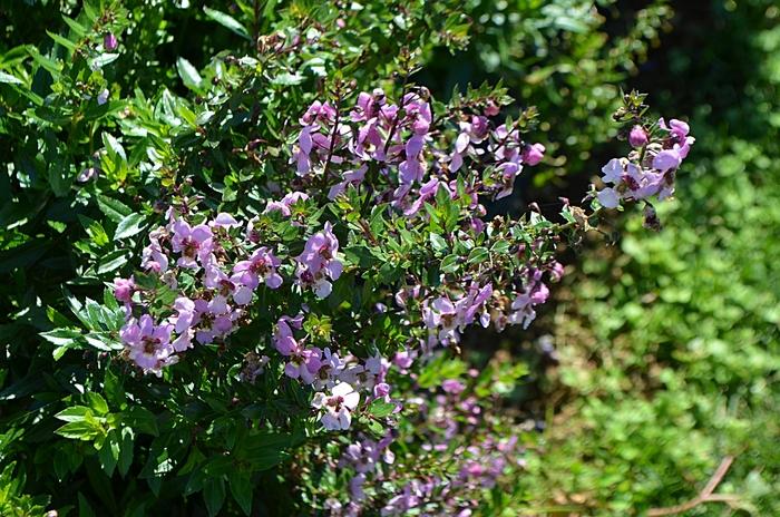 Angelonia Archangel Pink - View 16 from www redcrocus com