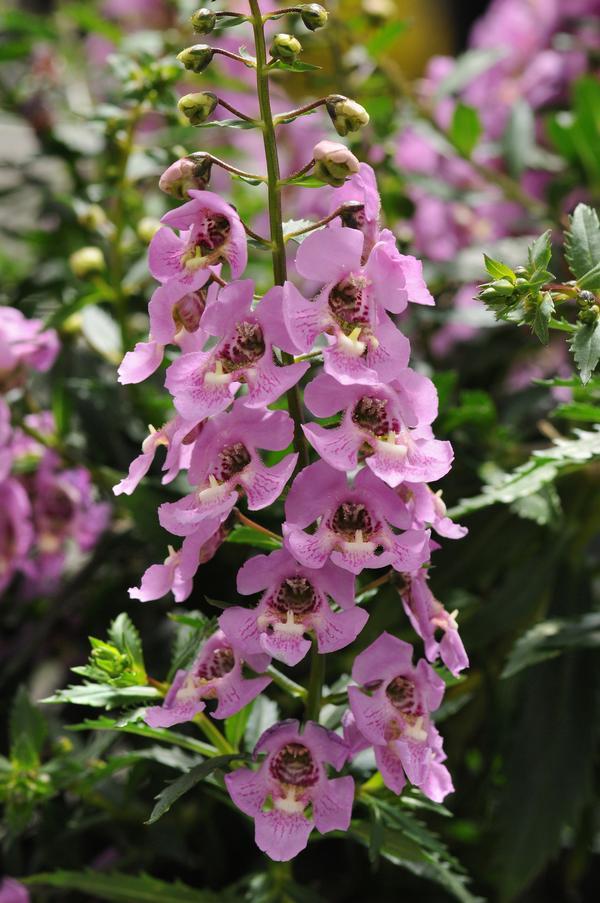 Angelonia Archangel Pink - View 1 from www redcrocus com