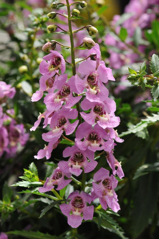 Angelonia Archangel Pink - View 1 from www redcrocus com