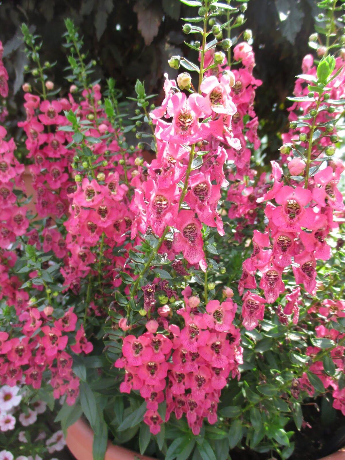 Angelonia Archangel Pink - View 2 from www redcrocus com