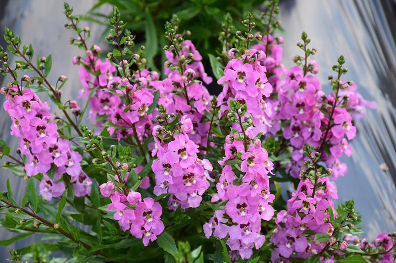 Angelonia Archangel Pink - View 3 from www redcrocus com