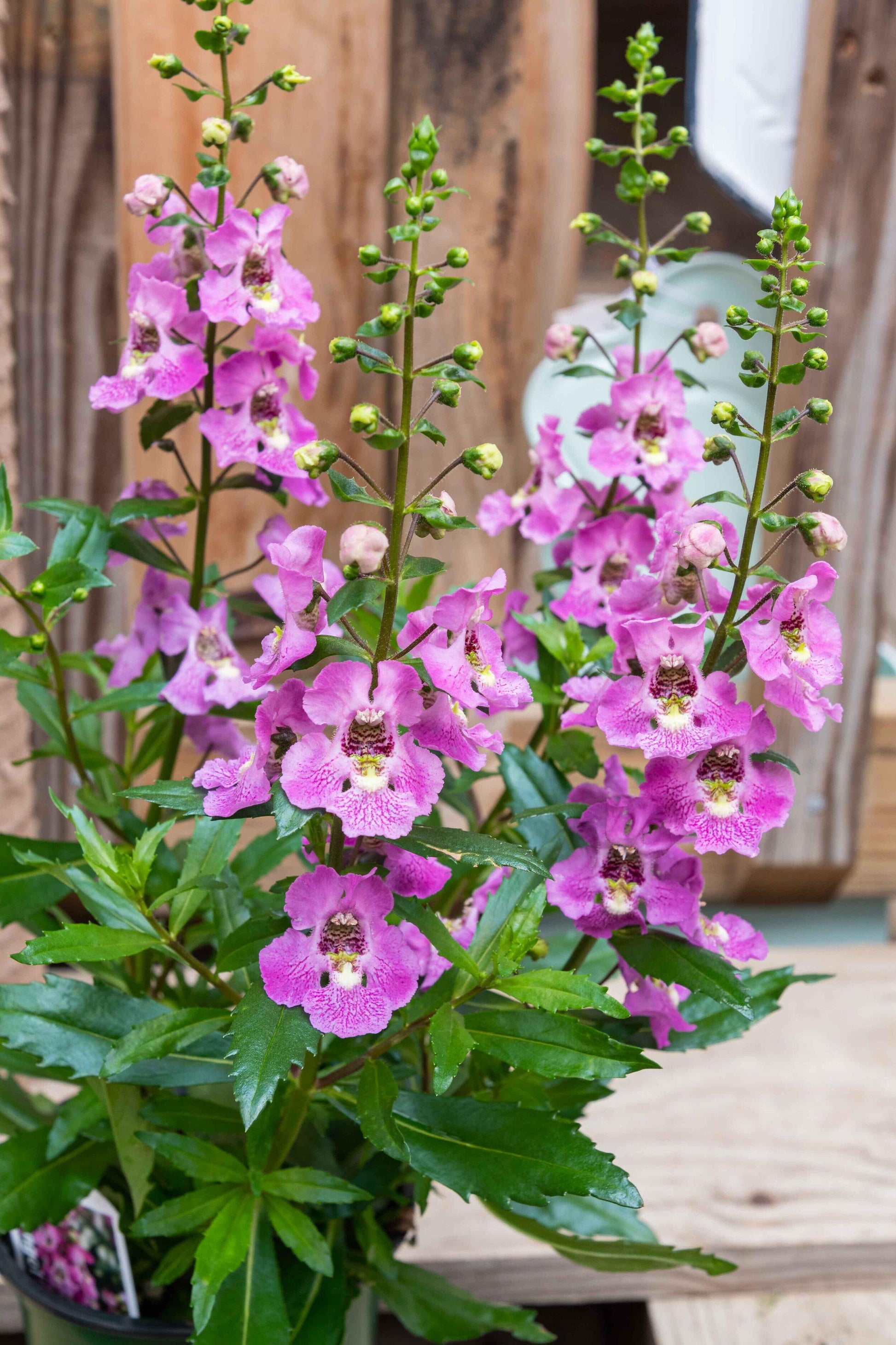 Angelonia Archangel Pink - View 4 from www redcrocus com