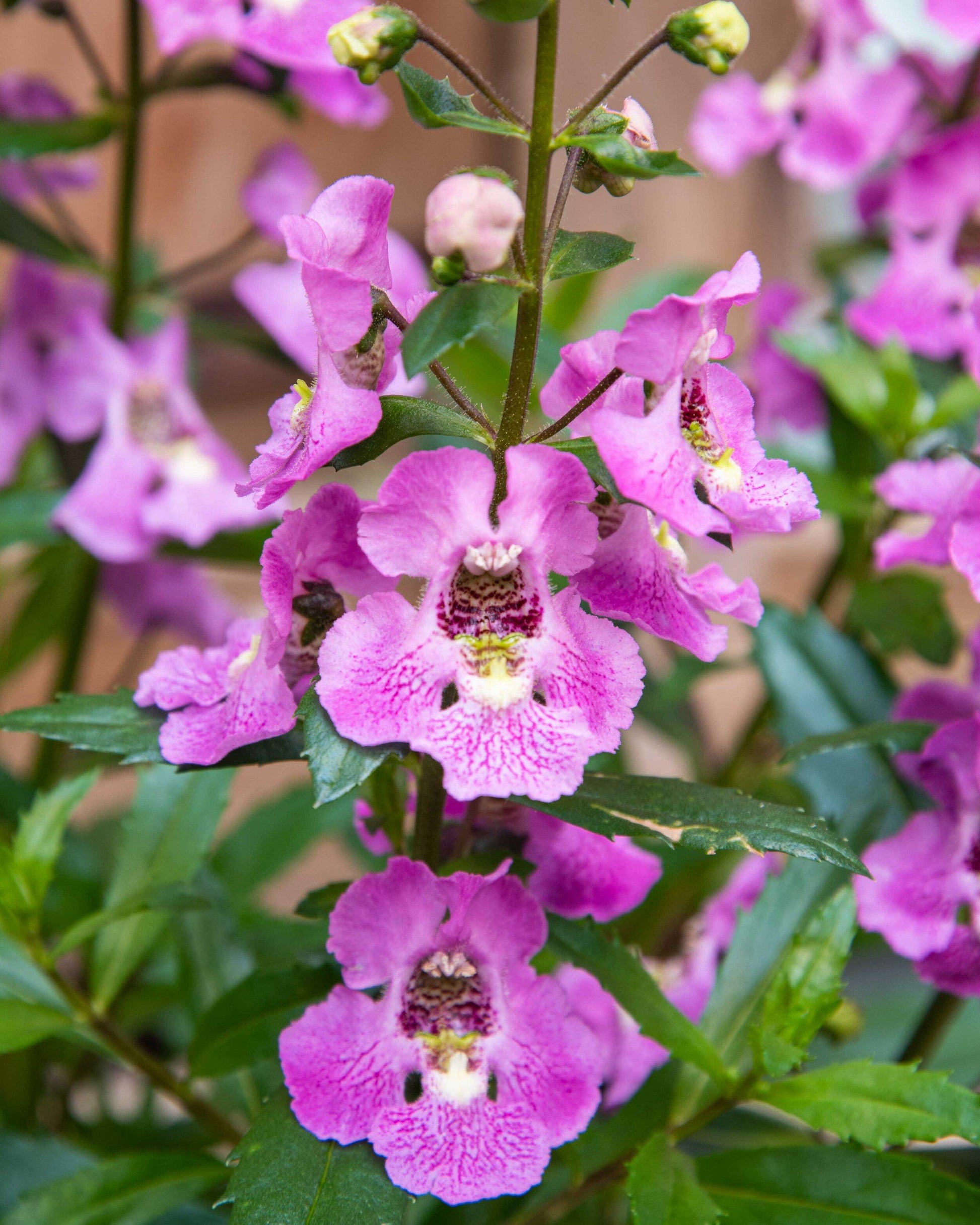 Angelonia Archangel Pink - View 5 from www redcrocus com