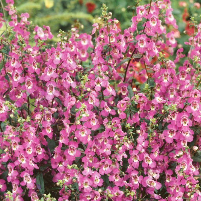 Angelonia Archangel Pink - View 6 from www redcrocus com