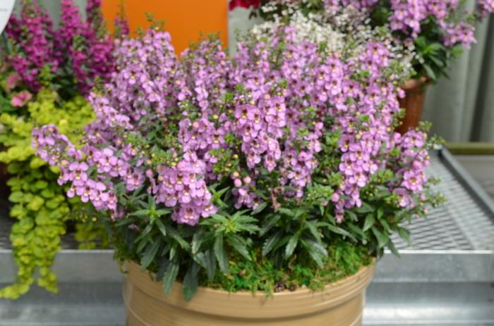 Angelonia Archangel Pink - View 7 from www redcrocus com