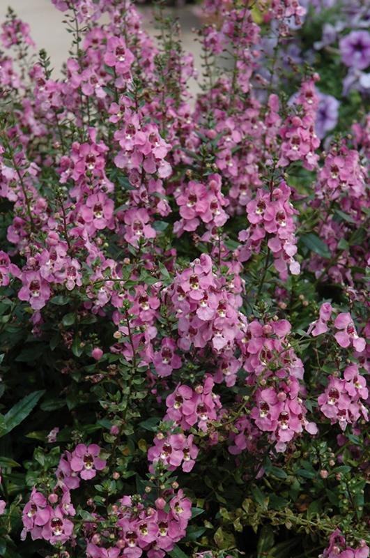 Angelonia Archangel Pink - View 8 from www redcrocus com