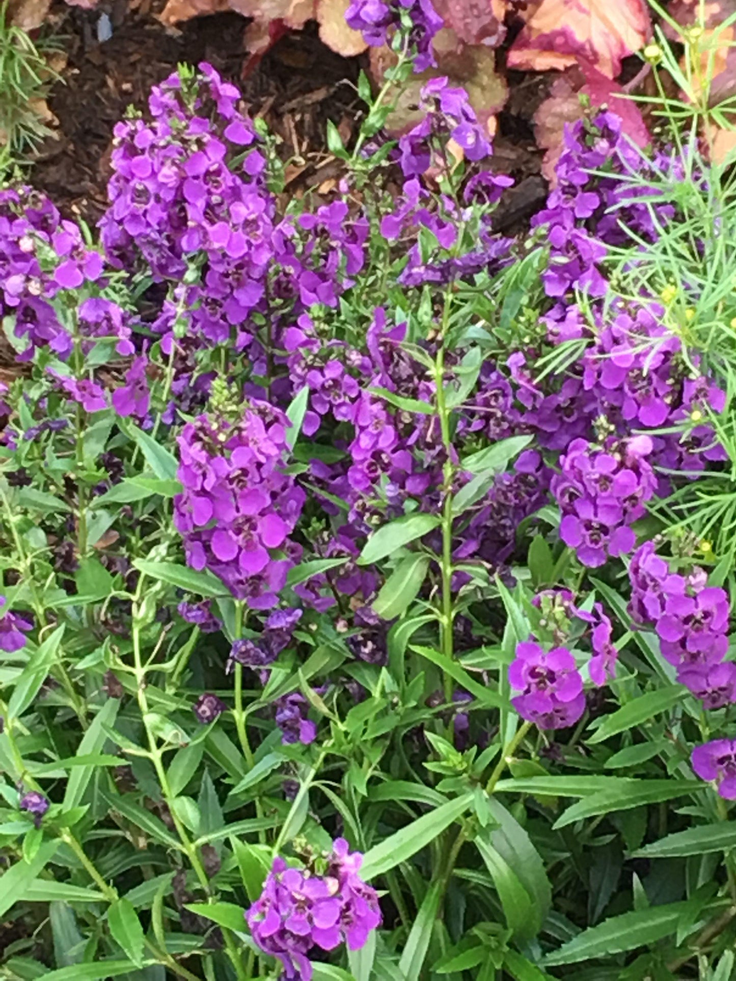 Angelonia Archangel Purple - View 10 from www redcrocus com
