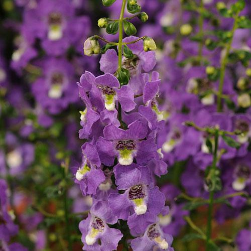 Angelonia Archangel Purple - View 11 from www redcrocus com