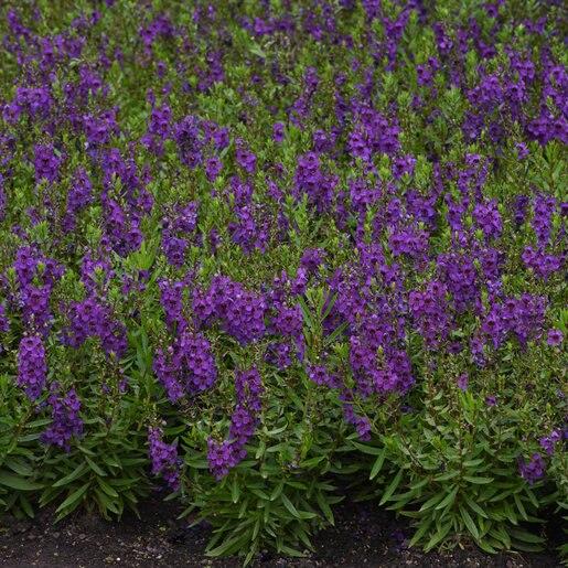 Angelonia Archangel Purple - View 12 from www redcrocus com