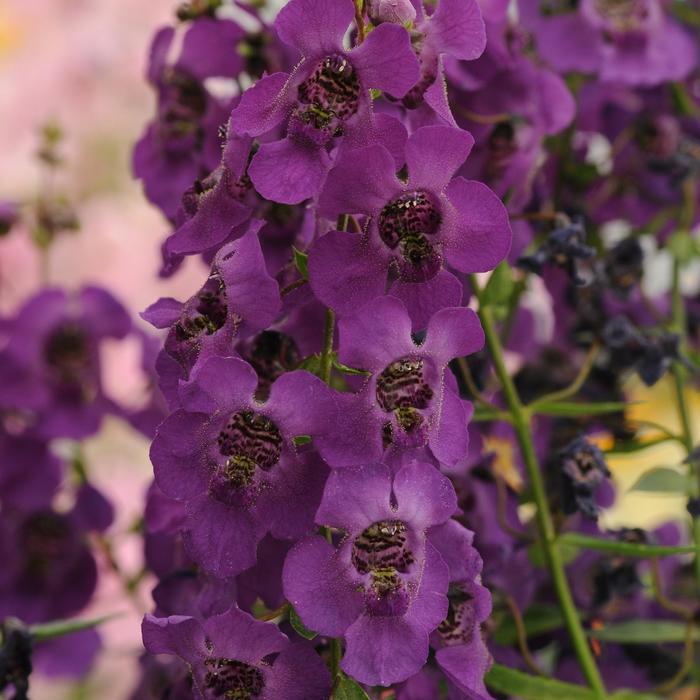 Angelonia Archangel Purple - View 13 from www redcrocus com