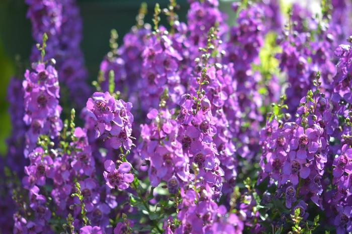 Angelonia Archangel Purple - View 14 from www redcrocus com