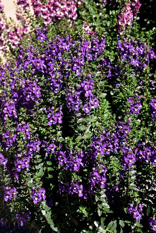 Angelonia Archangel Purple - View 15 from www redcrocus com