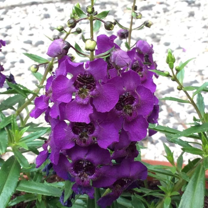 Angelonia Archangel Purple - View 16 from www redcrocus com