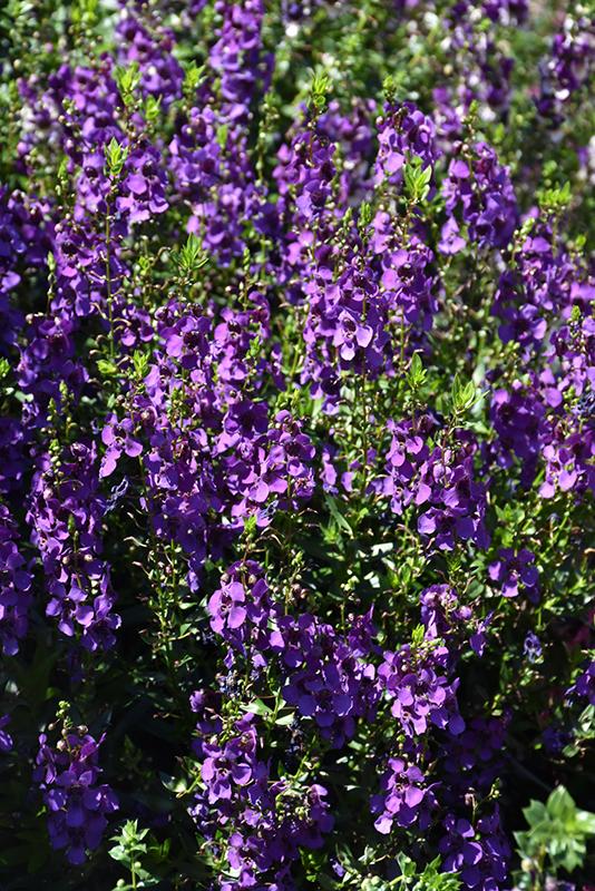 Angelonia Archangel Purple - View 17 from www redcrocus com