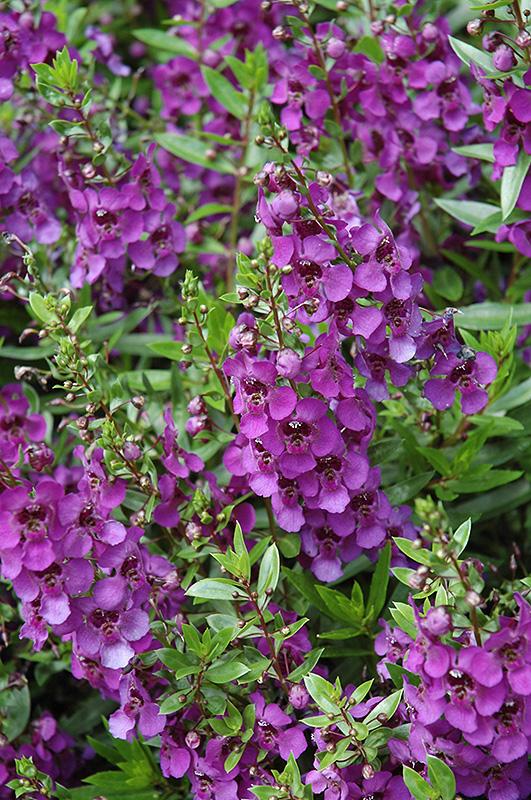 Angelonia Archangel Purple - View 1 from www redcrocus com