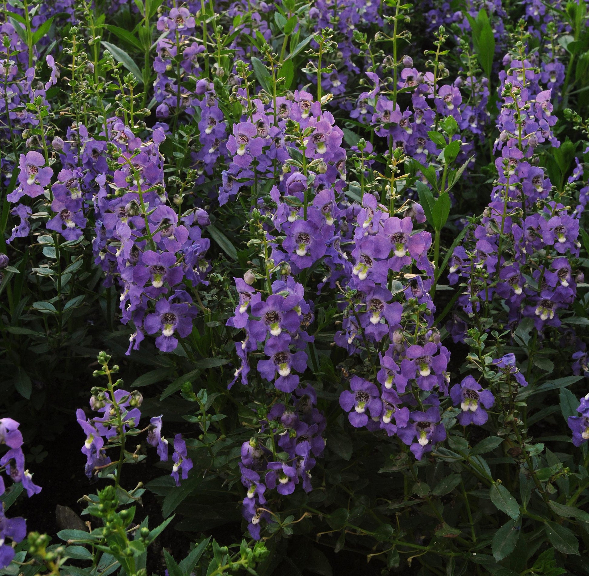 Angelonia Archangel Purple - View 2 from www redcrocus com