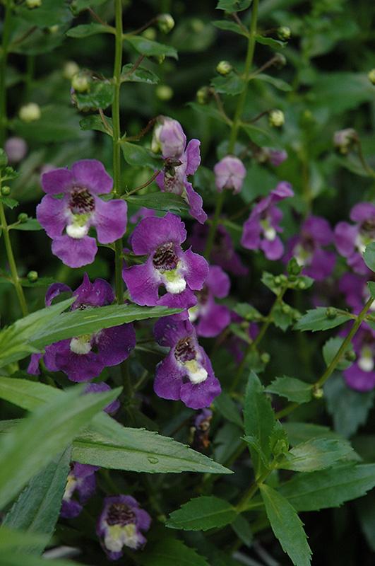 Angelonia Archangel Purple - View 3 from www redcrocus com