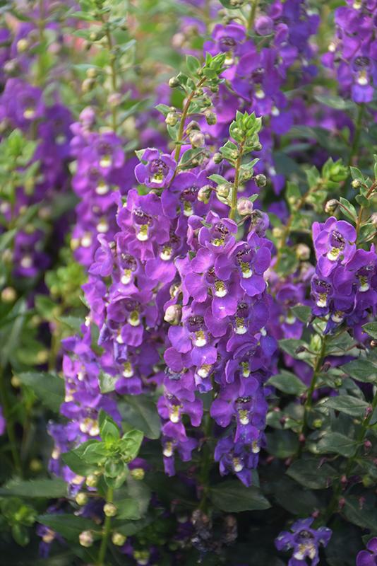 Angelonia Archangel Purple - View 4 from www redcrocus com
