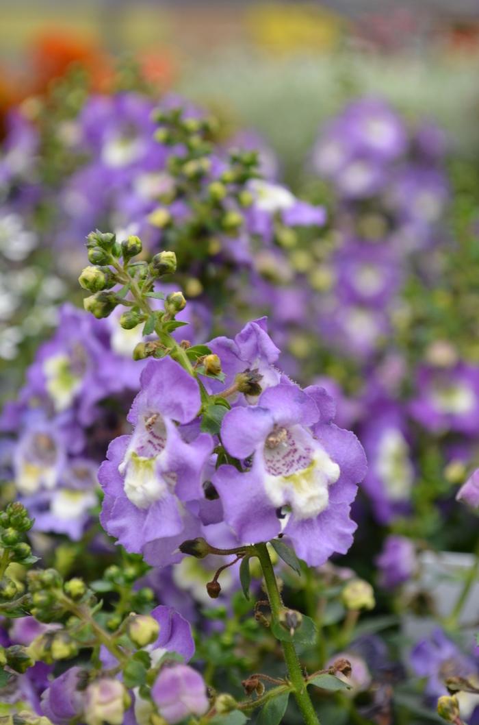 Angelonia Archangel Purple - View 7 from www redcrocus com