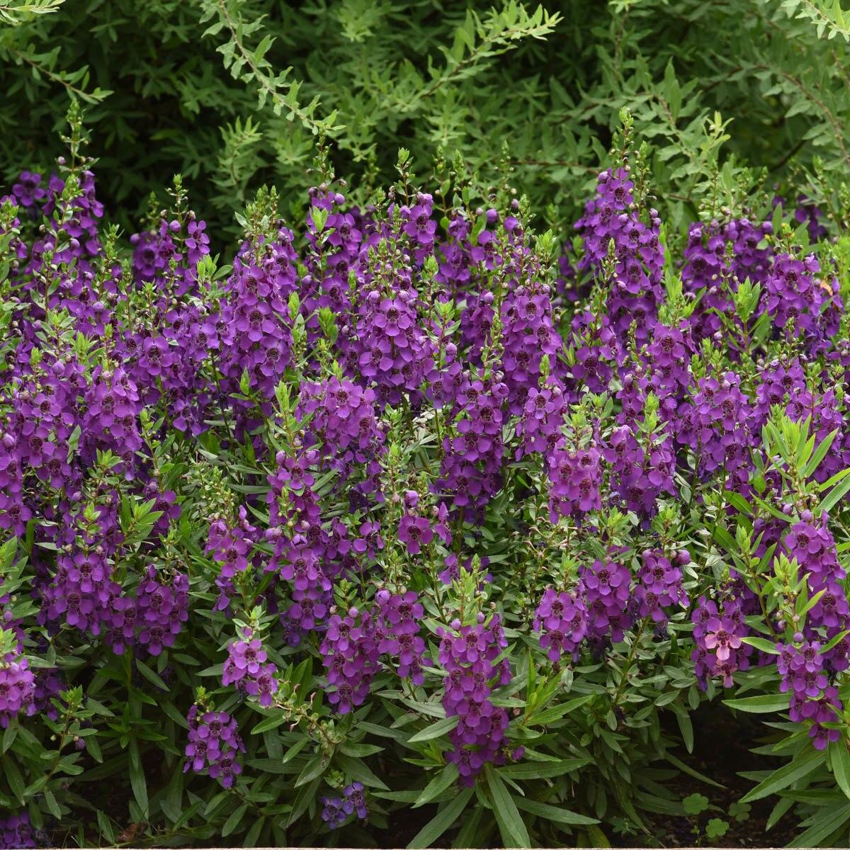 Angelonia Archangel Purple - View 8 from www redcrocus com