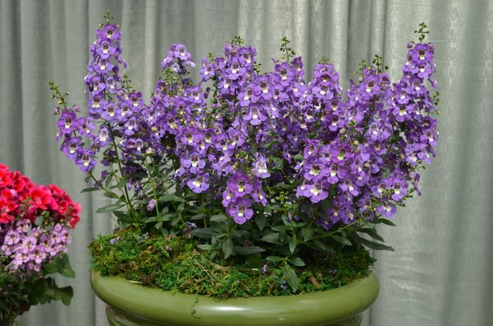 Angelonia Archangel Purple - View 9 from www redcrocus com