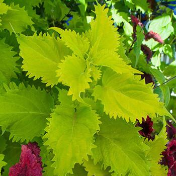 Coleus Volcanica Wasabi - View 10 from www redcrocus com