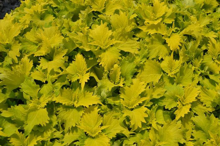 Coleus Volcanica Wasabi - View 11 from www redcrocus com