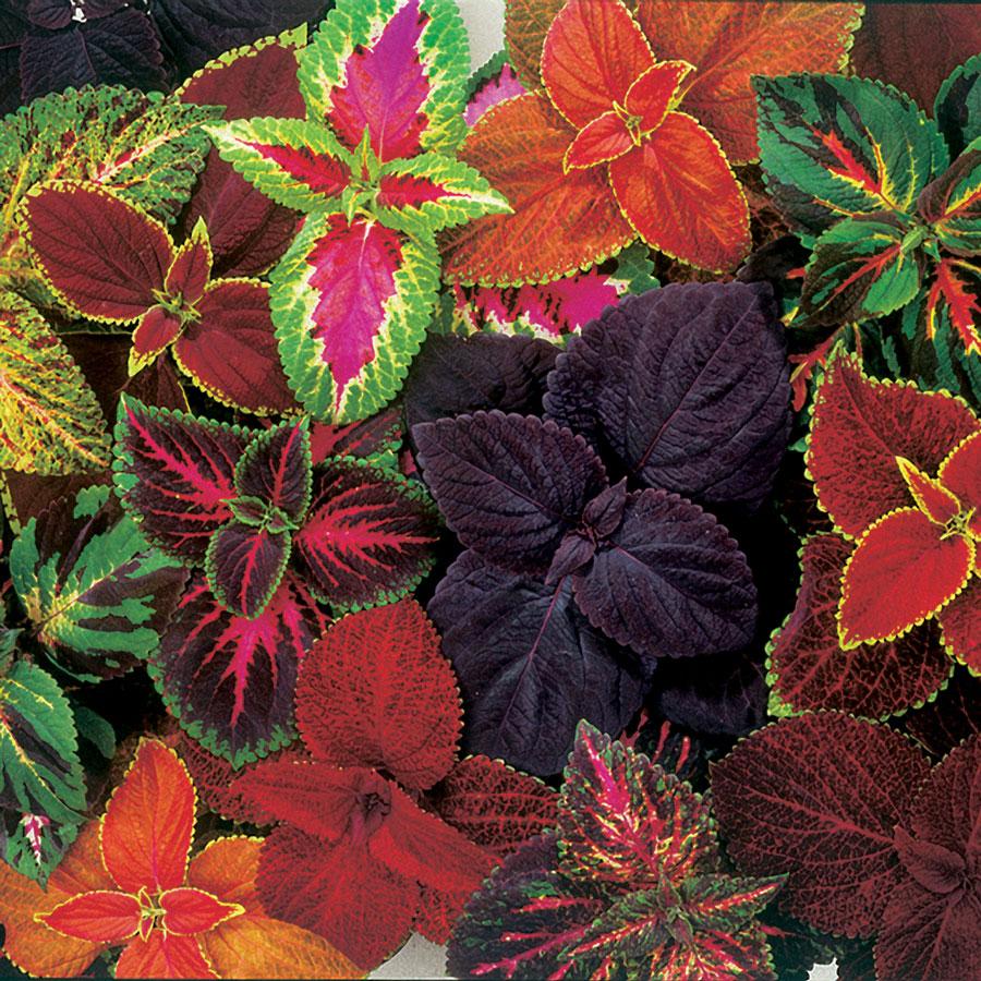 Coleus Volcanica Wasabi - View 13 from www redcrocus com