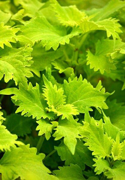 Coleus Volcanica Wasabi - View 14 from www redcrocus com