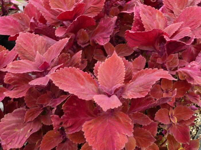 Coleus Volcanica Wasabi - View 15 from www redcrocus com