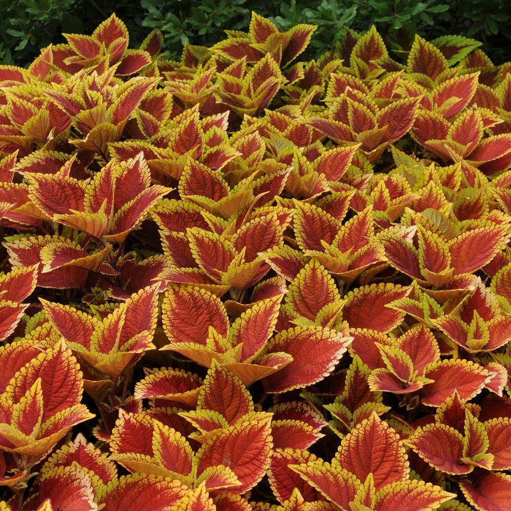 Coleus Volcanica Wasabi - View 16 from www redcrocus com