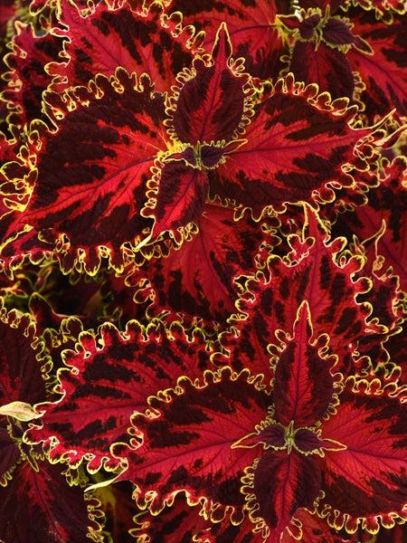 Coleus Volcanica Wasabi - View 17 from www redcrocus com