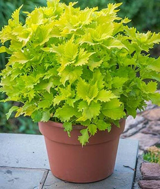 Coleus Volcanica Wasabi - View 1 from www redcrocus com