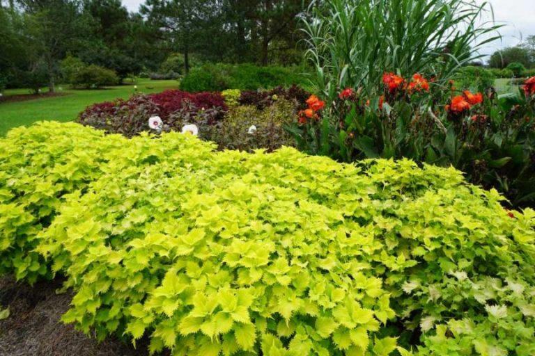Coleus Volcanica Wasabi - View 3 from www redcrocus com