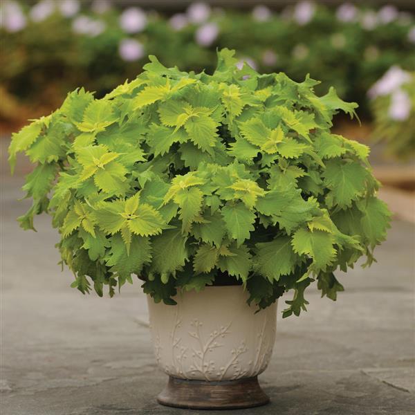 Coleus Volcanica Wasabi - View 4 from www redcrocus com